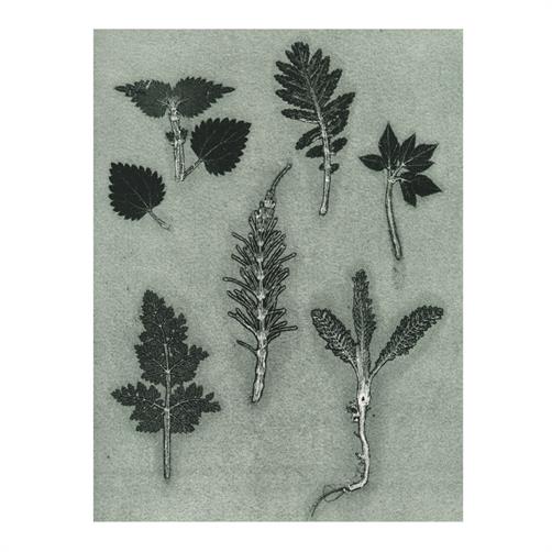 A5 art print wild herbs grey fra Pernille Folcarelli