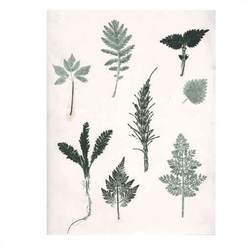 Art papir print wild herbs 30cm x 40cm fra Pernille Folcarelli