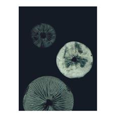Art papir print mushroom 1 dark teal 30cm x 40cm fra Pernille Folcarelli