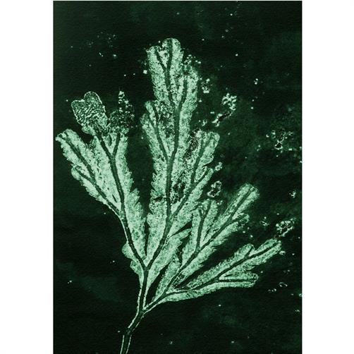 A5 art print seaweed 2 sea green fra Pernille Folcarelli