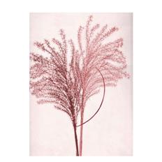 A5 art print silvergrass sunsrise fra Pernille Folcarelli